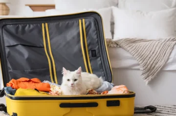Cat sitting in an open suitcase ready for travel